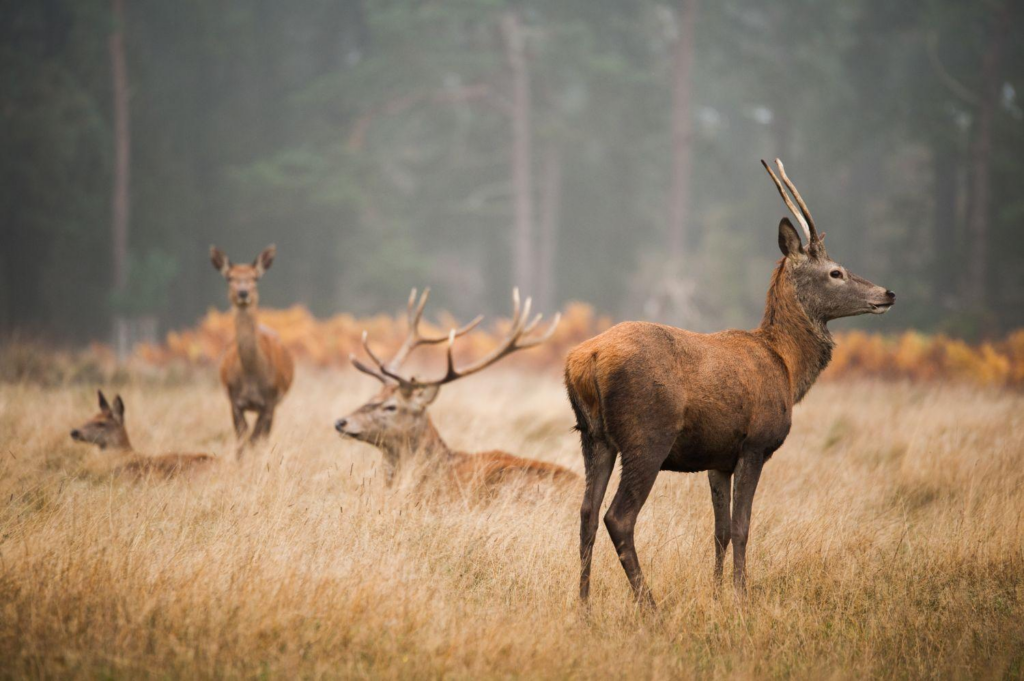 Où observer des animaux dans leur milieu naturel ?